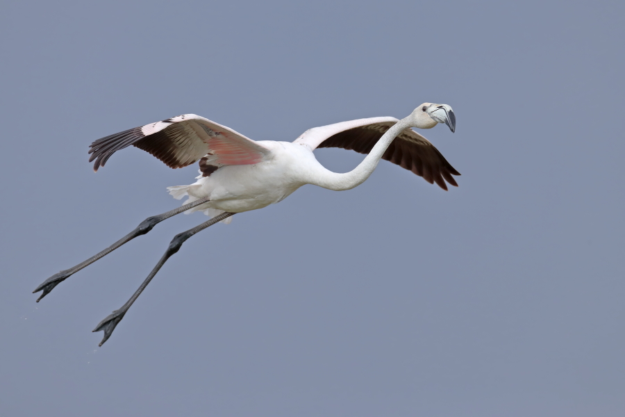 In der Camargue lebt eine stattliche Population des Rosaflamingos.