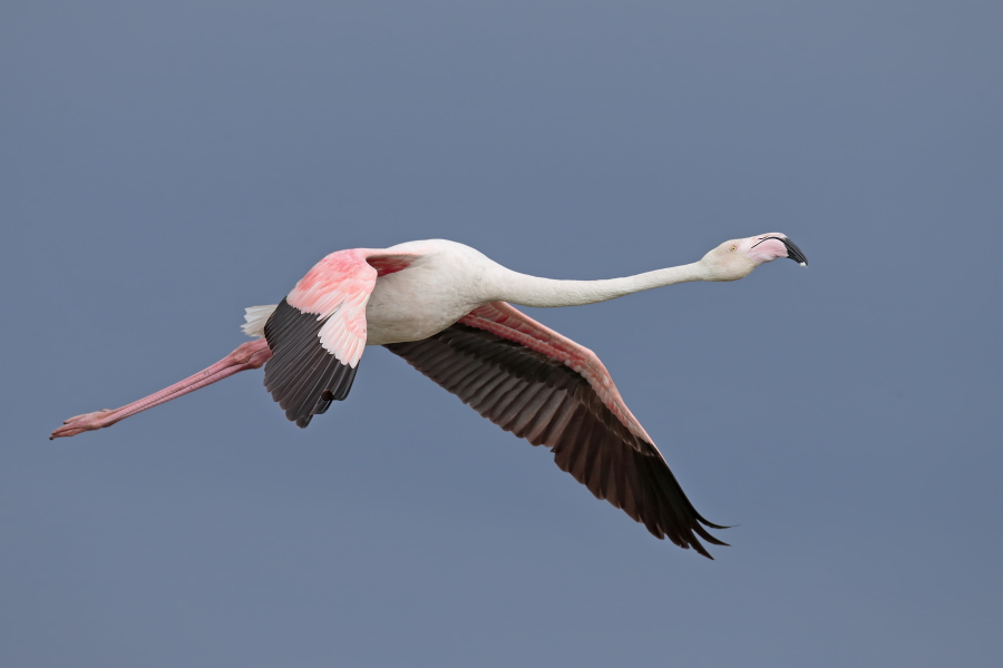In der Camargue lebt eine stattliche Population des Rosaflamingos.