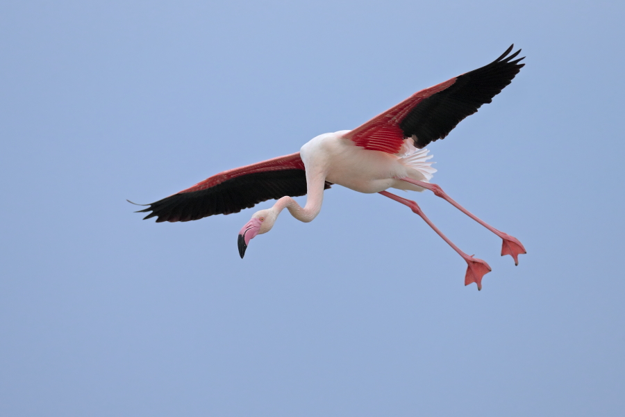 In der Camargue lebt eine stattliche Population des Rosaflamingos.
