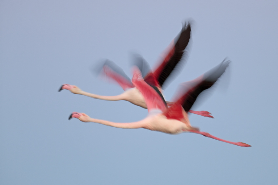 In der Camargue lebt eine stattliche Population des Rosaflamingos.