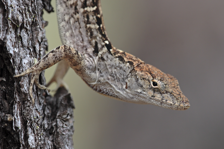 Der Rotkehl-Anolis ist zur Anpassung an seine Umgebung zum Farbwechsel von braun zu grün fähig. Diese Eidechse ist in Florida sehr häufig anzutreffen.