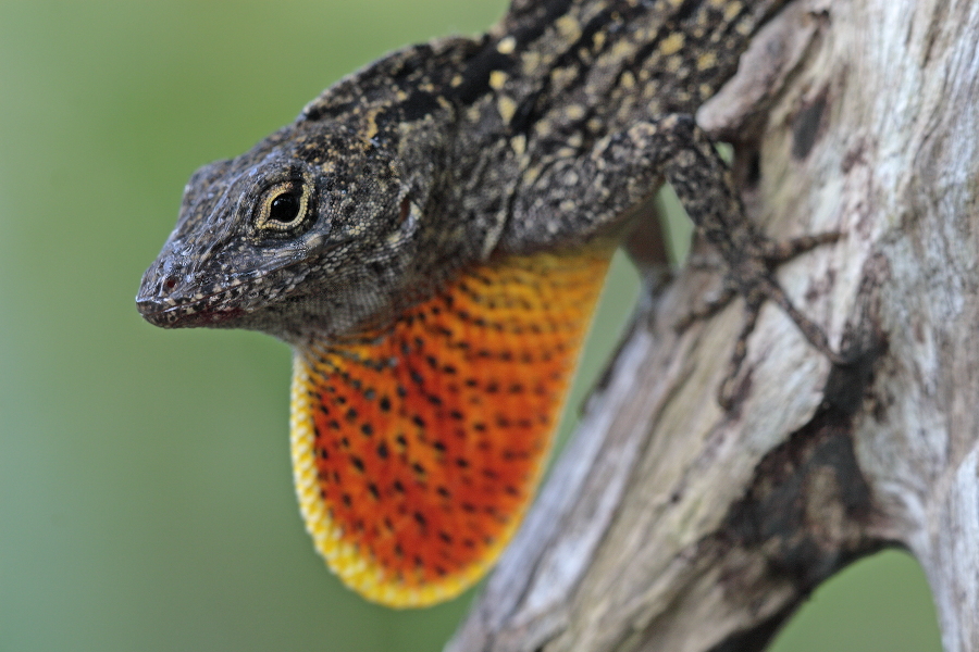 Der Rotkehl-Anolis ist zur Anpassung an seine Umgebung zum Farbwechsel von braun zu grün fähig. Diese Eidechse ist in Florida sehr häufig anzutreffen.