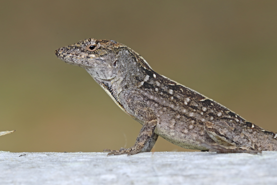 Der Rotkehl-Anolis ist zur Anpassung an seine Umgebung zum Farbwechsel von braun zu grün fähig. Diese Eidechse ist in Florida sehr häufig anzutreffen.