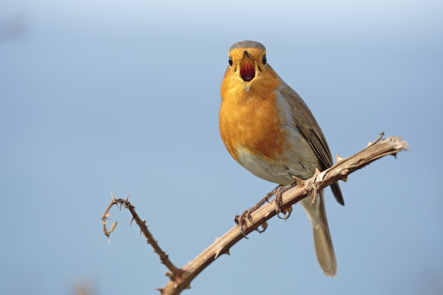 Rotkehlchen in Nordspanien
