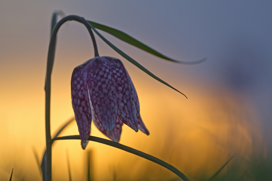 Schachblume