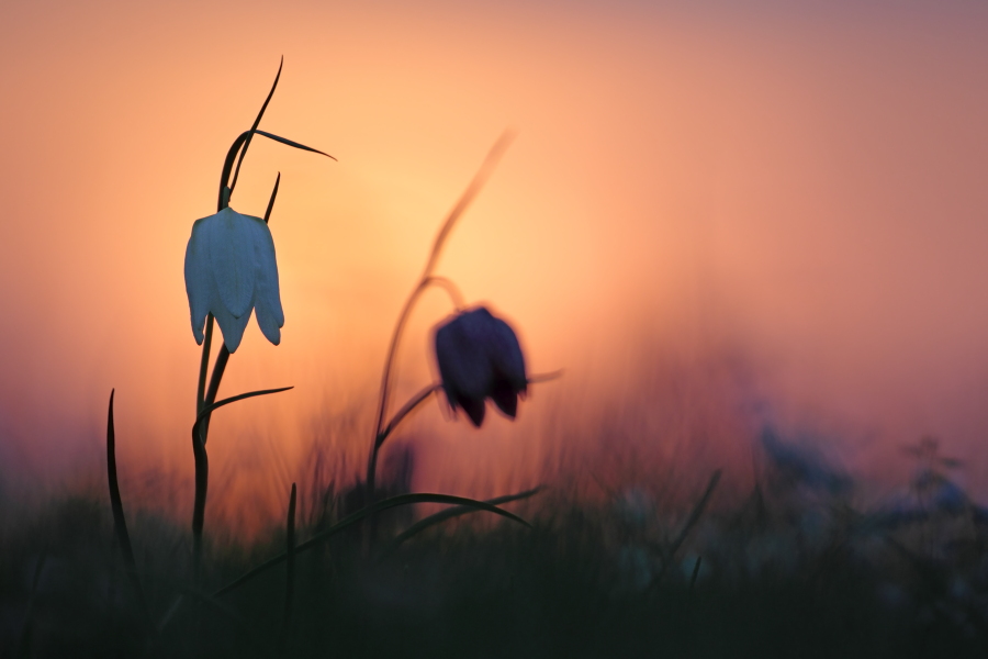 Schachblume