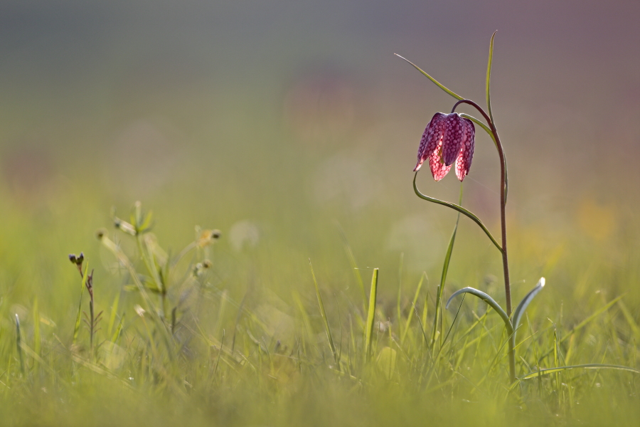 Schachblume
