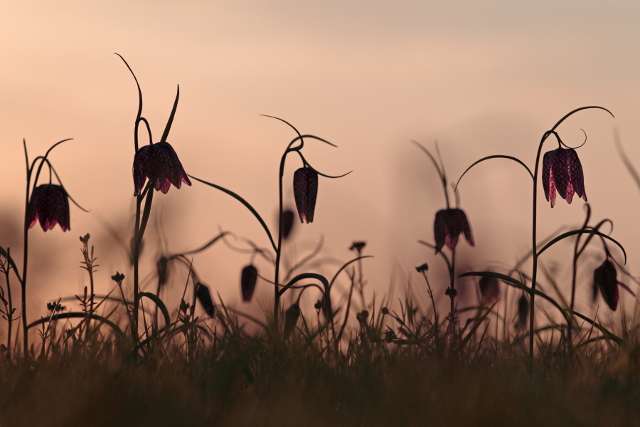Schachblume