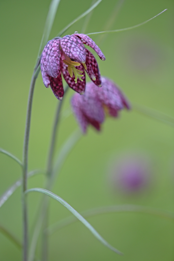 Schachblume