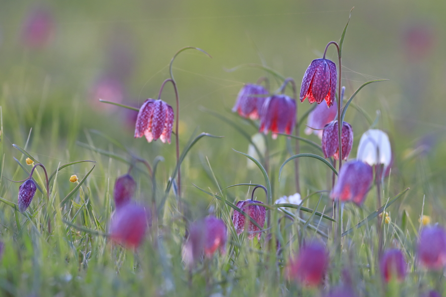 Schachblume