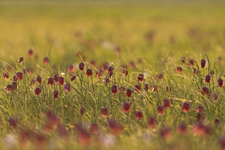 Schachblume