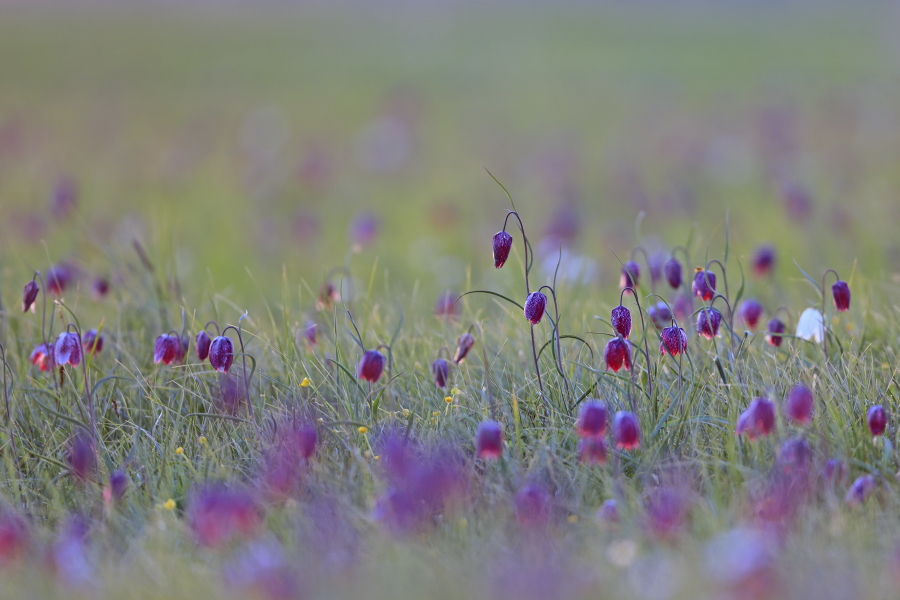 Schachblume