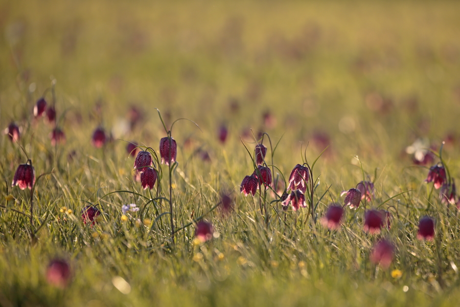 Schachblume