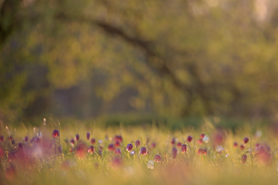 Schachblume