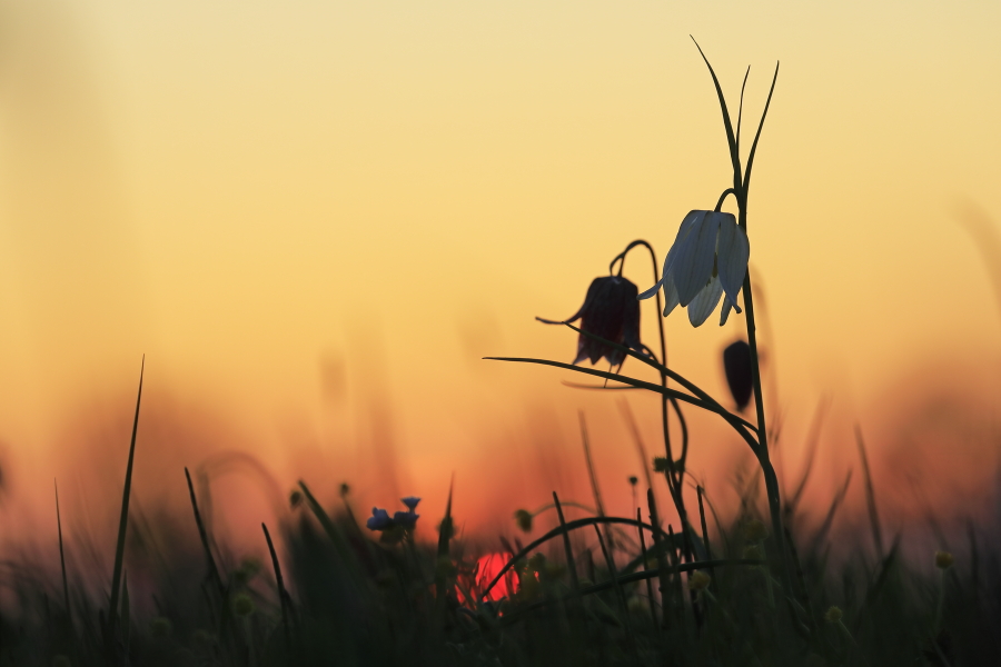 Schachblume