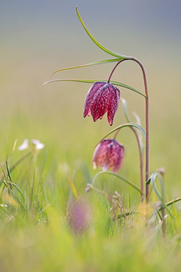 Schachblume in Hetlingen