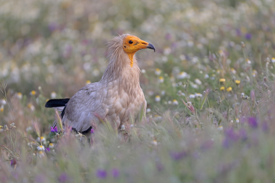 Schmutzgeier in der Extremadura