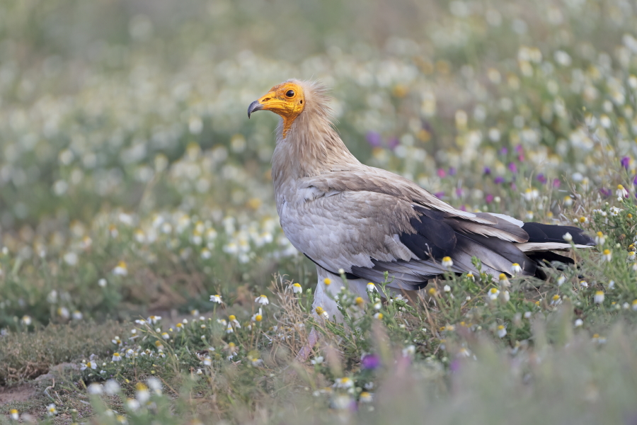 Schmutzgeier in der Extremadura