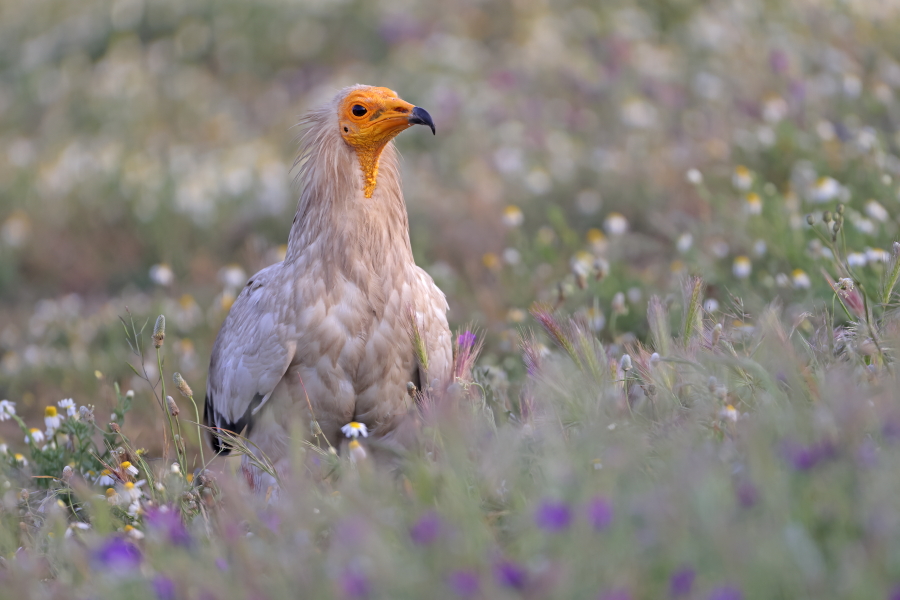Schmutzgeier in der Extremadura