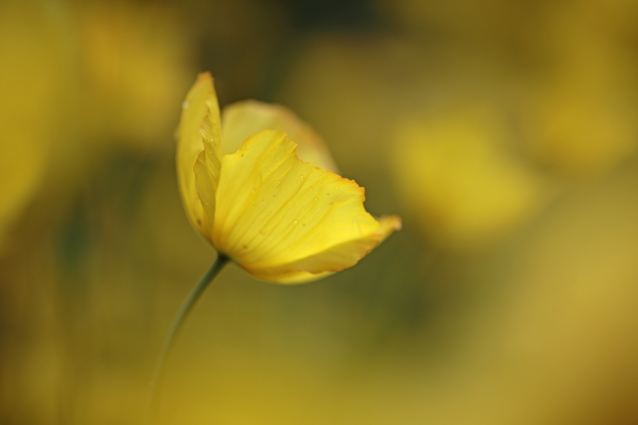 Der Wald-Scheinmohn oder Schottische Mohn ist in Schottland und Wales verbreitet.