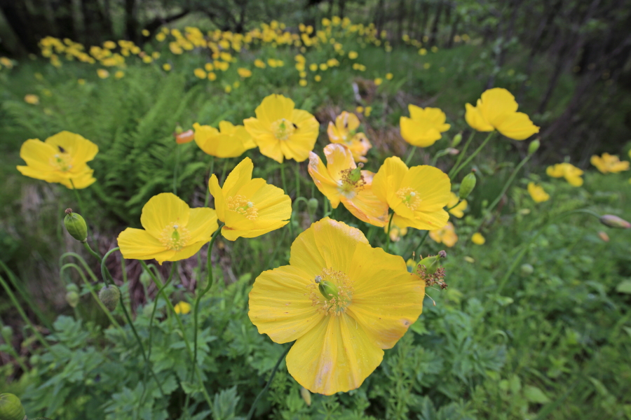 Der Wald-Scheinmohn oder Schottische Mohn ist in Schottland und Wales verbreitet.