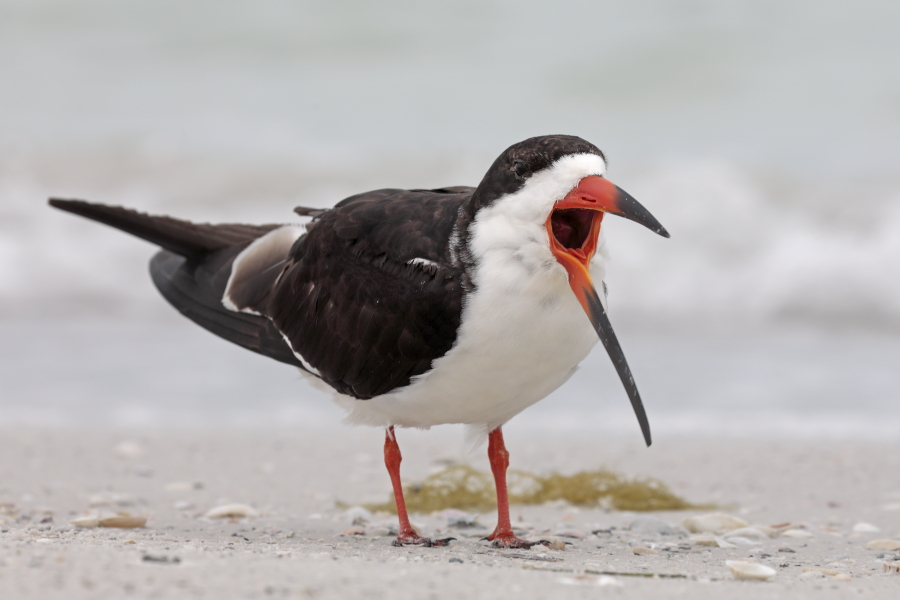 Eine an manchen Küstenabschnitten Floridas häufige Erscheinung ist der Scherenschnabel. Bei der Nahrungssuche durchpflügt er mit seinem verlängerten Unterschnabel die Wasseroberfläche im Flug. Seine Hauptnahrung sind kleine Fische.