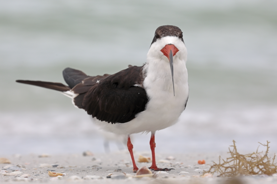 Eine an manchen Küstenabschnitten Floridas häufige Erscheinung ist der Scherenschnabel. Bei der Nahrungssuche durchpflügt er mit seinem verlängerten Unterschnabel die Wasseroberfläche im Flug. Seine Hauptnahrung sind kleine Fische.