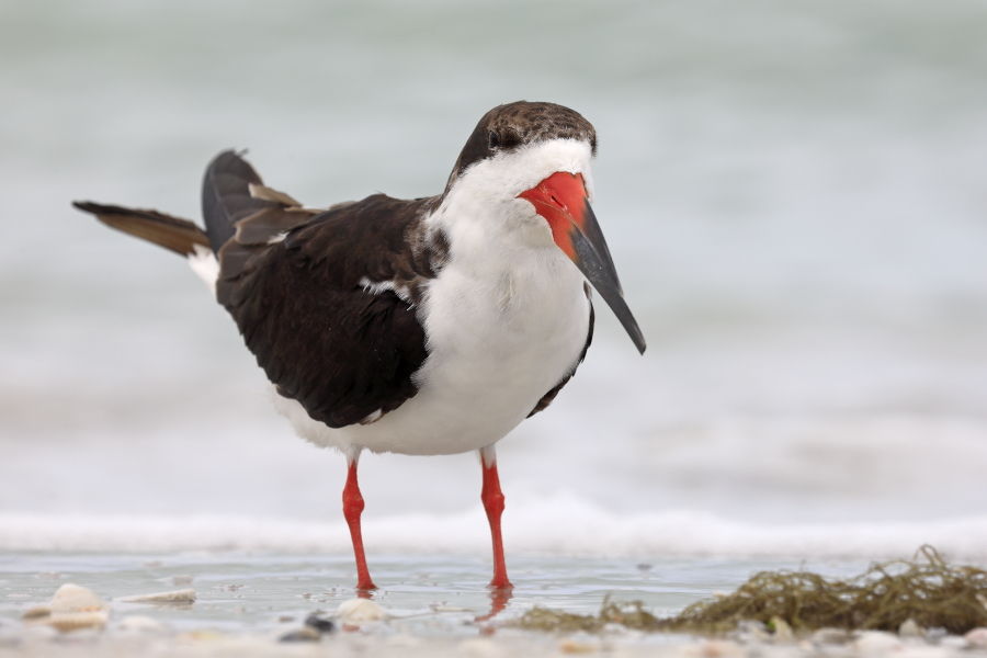 Eine an manchen Küstenabschnitten Floridas häufige Erscheinung ist der Scherenschnabel. Bei der Nahrungssuche durchpflügt er mit seinem verlängerten Unterschnabel die Wasseroberfläche im Flug. Seine Hauptnahrung sind kleine Fische.