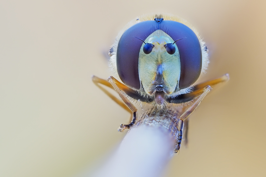 Schwebfliege