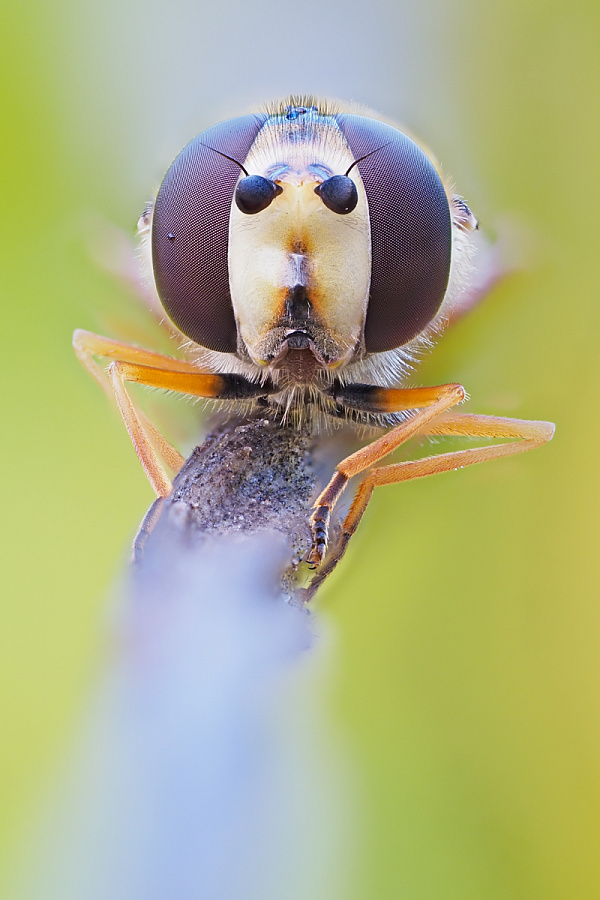 Schwebfliege