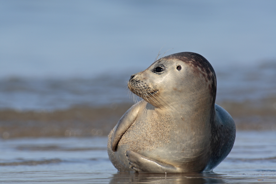 Seehund Phoca vitulina Common Seal