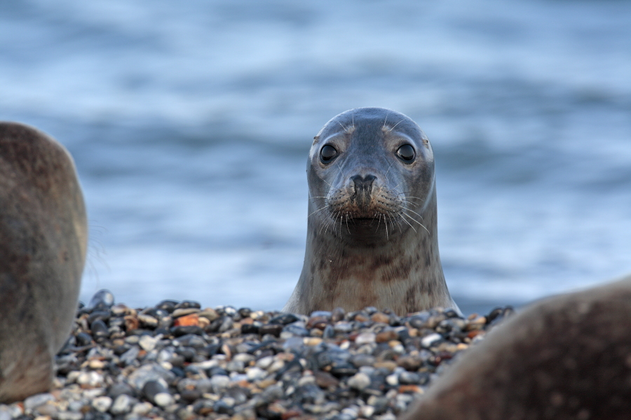 Seehund Phoca vitulina Common Seal