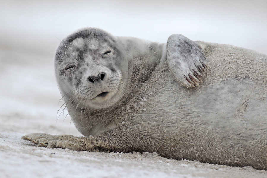 Seehund Phoca vitulina Common Seal