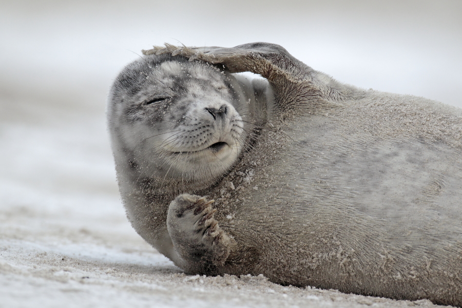 Seehund Phoca vitulina Common Seal