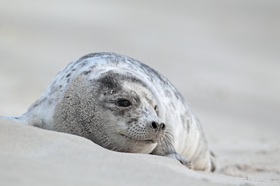 Seehund Phoca vitulina Common Seal