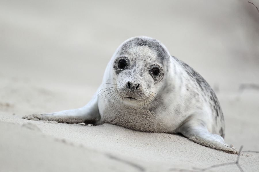 Seehund Phoca vitulina Common Seal