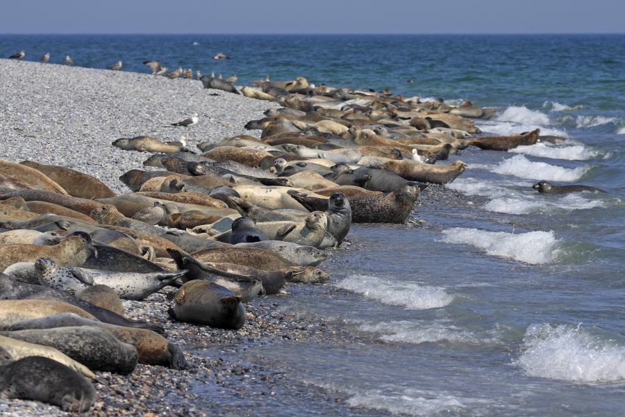 Seehund Phoca vitulina Common Seal