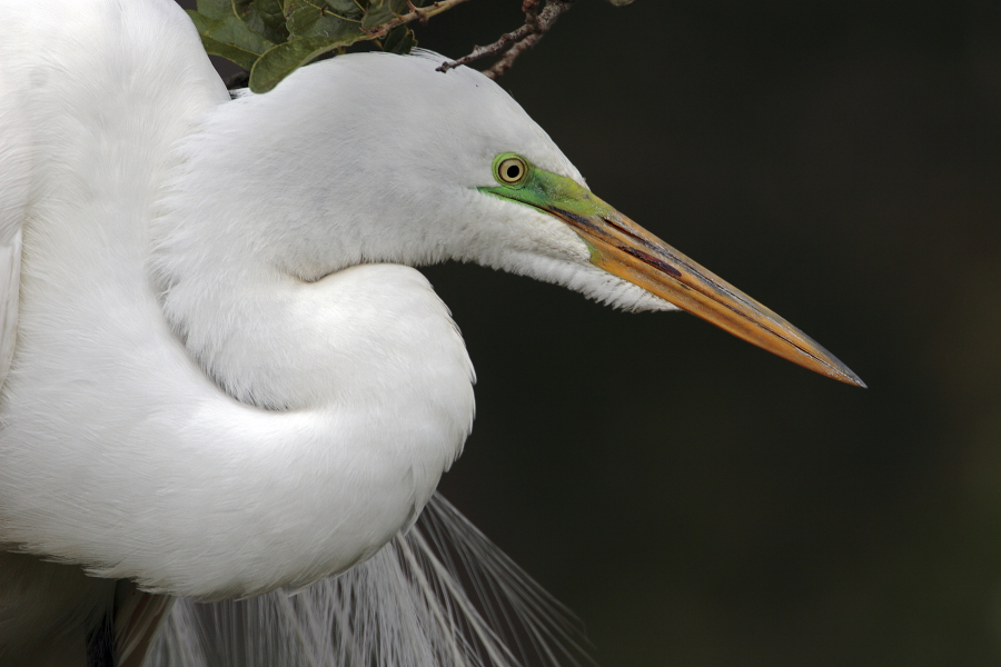 Der in großen Teilen der Welt verbreitete Silberreiher ist auch in Florida sehr häufig anzutreffen.