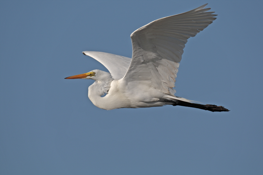Der in großen Teilen der Welt verbreitete Silberreiher ist auch in Florida sehr häufig anzutreffen.
