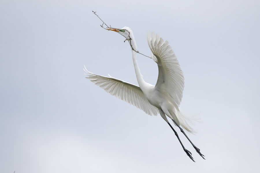Der in großen Teilen der Welt verbreitete Silberreiher ist auch in Florida sehr häufig anzutreffen. 