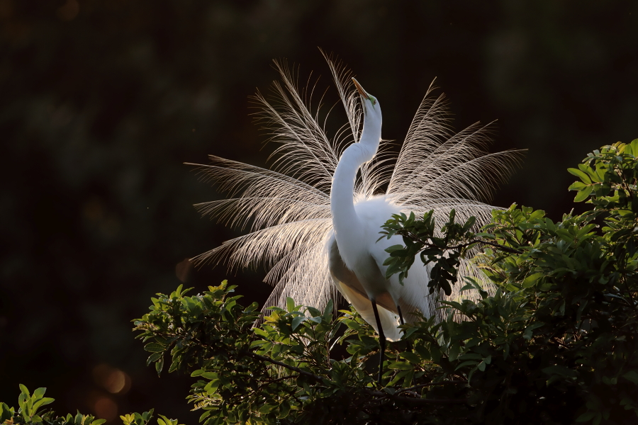 Der in großen Teilen der Welt verbreitete Silberreiher ist auch in Florida sehr häufig anzutreffen. 