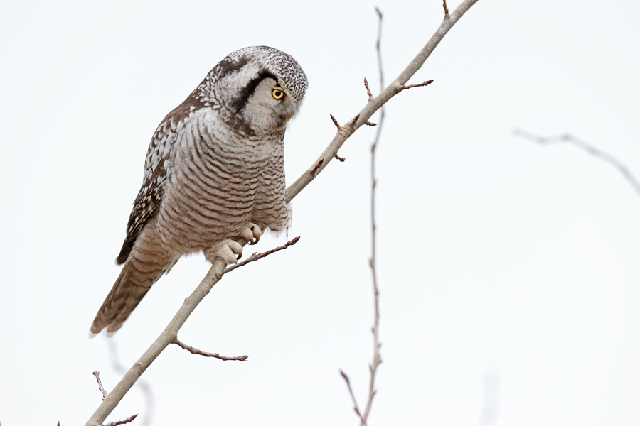 Die Sperbereule lebt in den borealen Nadelwäldern von Europa, Asien und Nordamerika. Sehr selten zieht sie in harten Wintern nach Deutschland. Im Winter 2022 konnte man eine Sperbereule in St. Peter-Ording an der Westküste Schleswig-Holsteins beobachten.