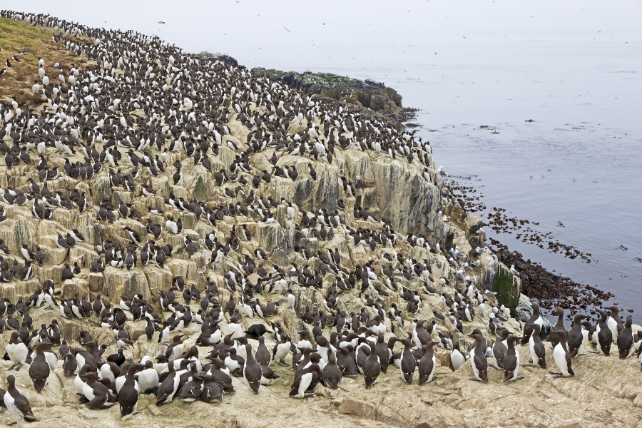Die Farne Islands vor der Nordostküste Englands sind vulkanischen Ursprungs. Tausende von Seevögeln brüten und ziehen ihren Nachwuchs dort auf.