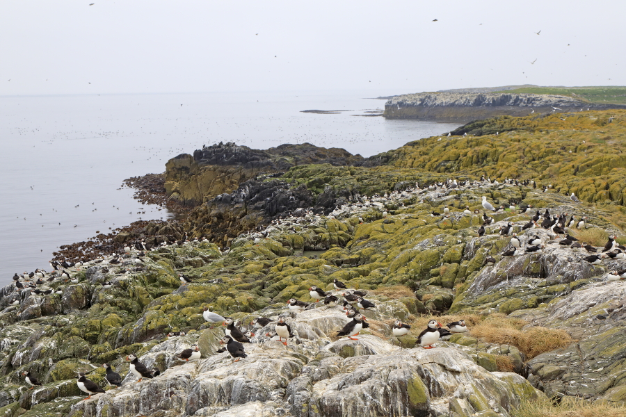 Die Farne Islands vor der Nordostküste Englands sind vulkanischen Ursprungs. Tausende von Seevögeln brüten und ziehen ihren Nachwuchs dort auf.