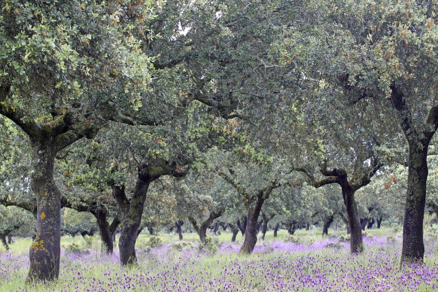 Steineichen-Dehesa in der Extremadura, Spanien