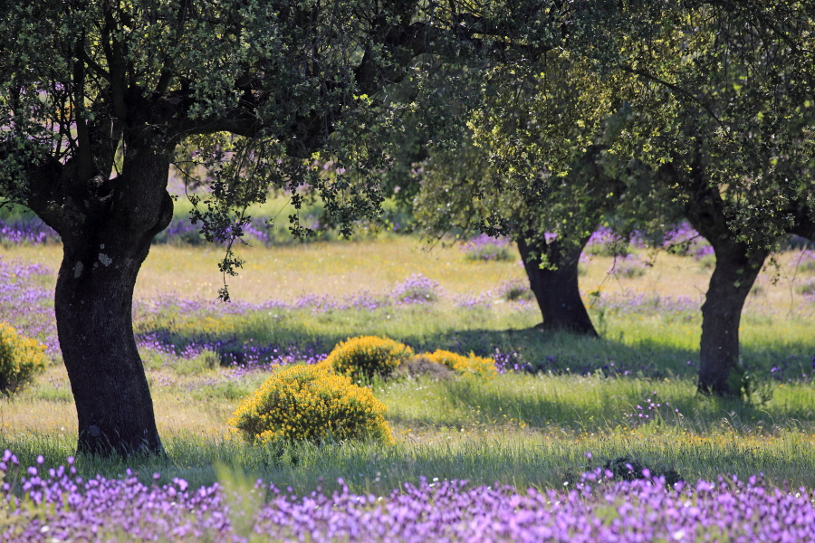 Steineichen-Dehesa in der Extremadura, Spanien