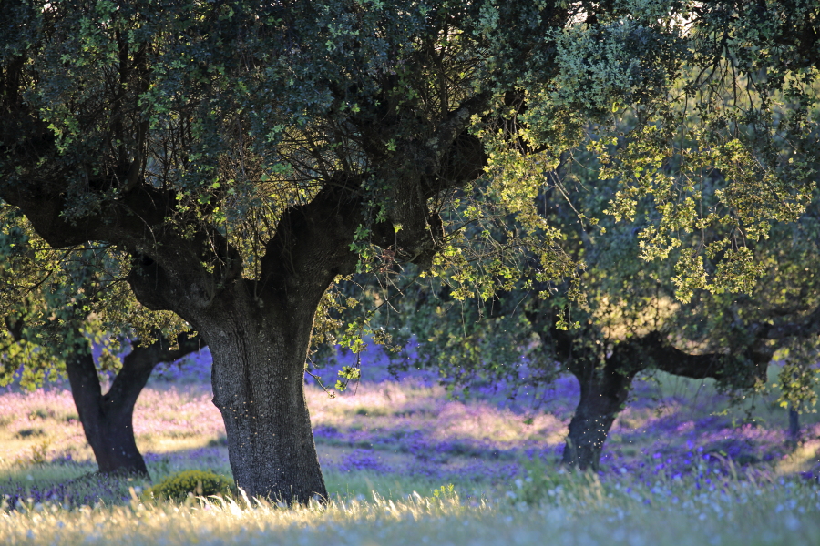 Steineichen-Dehesa in der Extremadura, Spanien