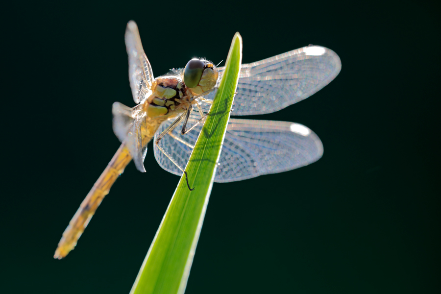 Große Heidelibelle (Sympetrum striolatum), juveniles Weibchen