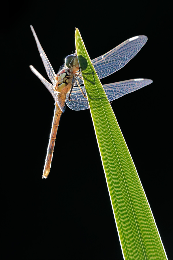 Große Heidelibelle (Sympetrum striolatum) nach dem Schlupf