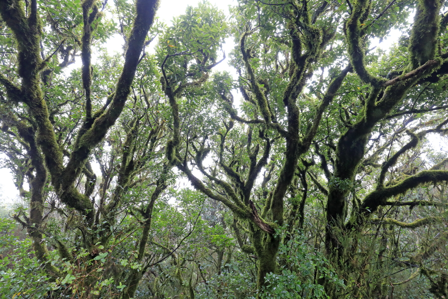 Wolkenverhangener Nebelwald im Anaga-Gebirge im Nordosten von Teneriffa